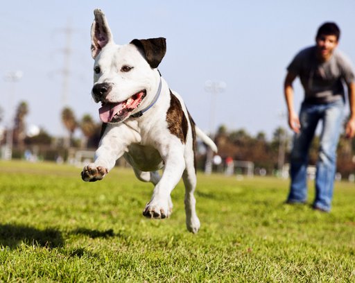 running after its chew toy with its owner standing close by
